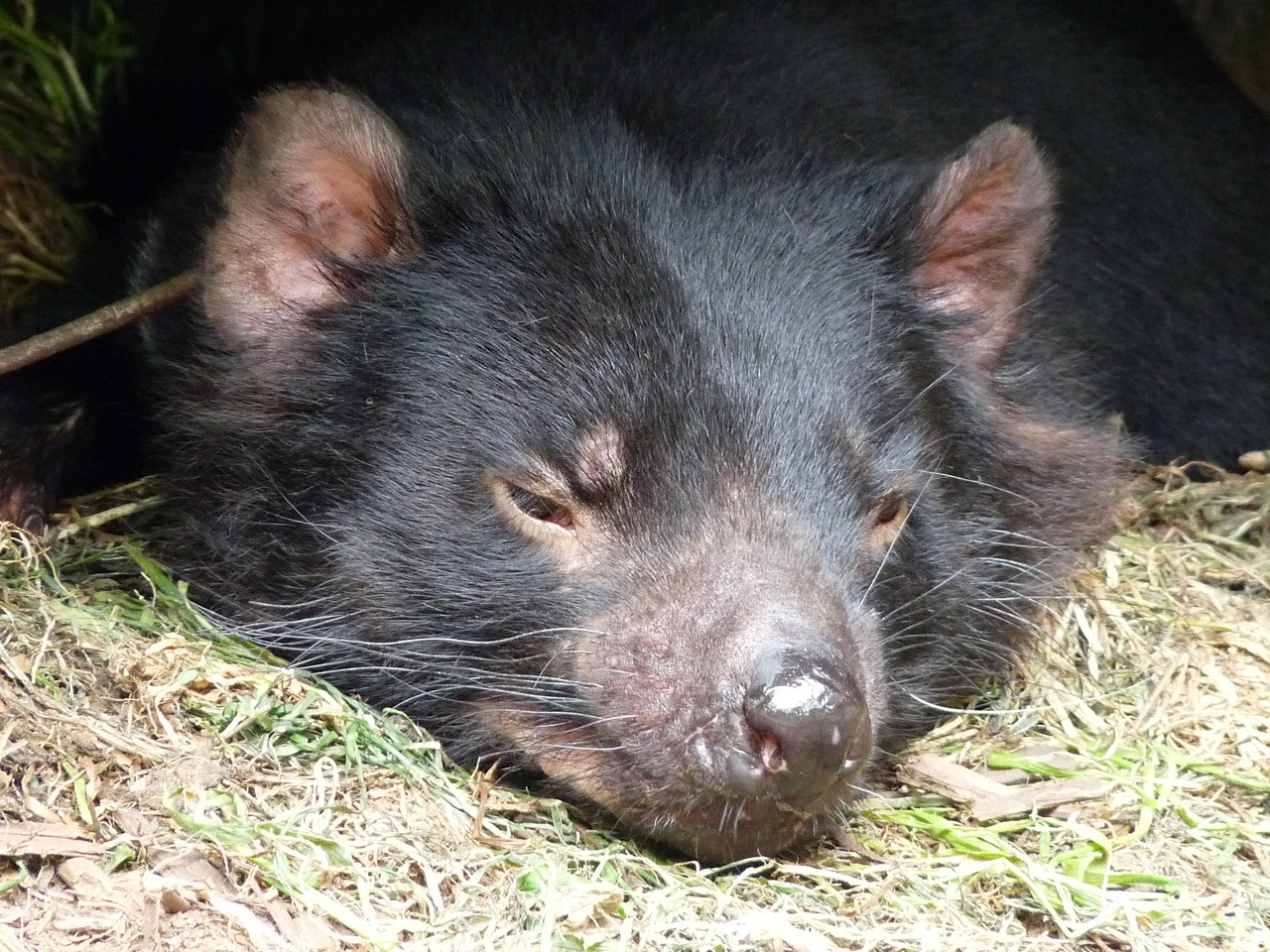 Tasmanian devil Sarcophilus harrisii, Tasmania, Australia