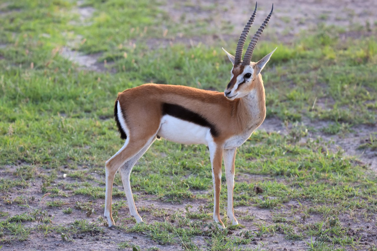 Thomson's Gazelle Eudorcas thomsonii, Amboseli  National Park, Kenya 