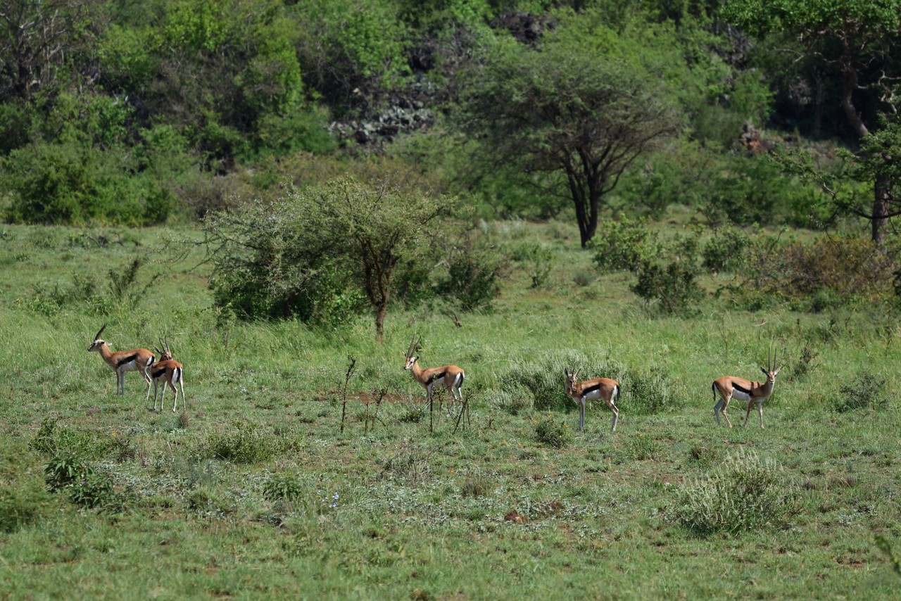 Thomson's Gazelle Eudorcas thomsonii, Amboseli National Park, Kenya 