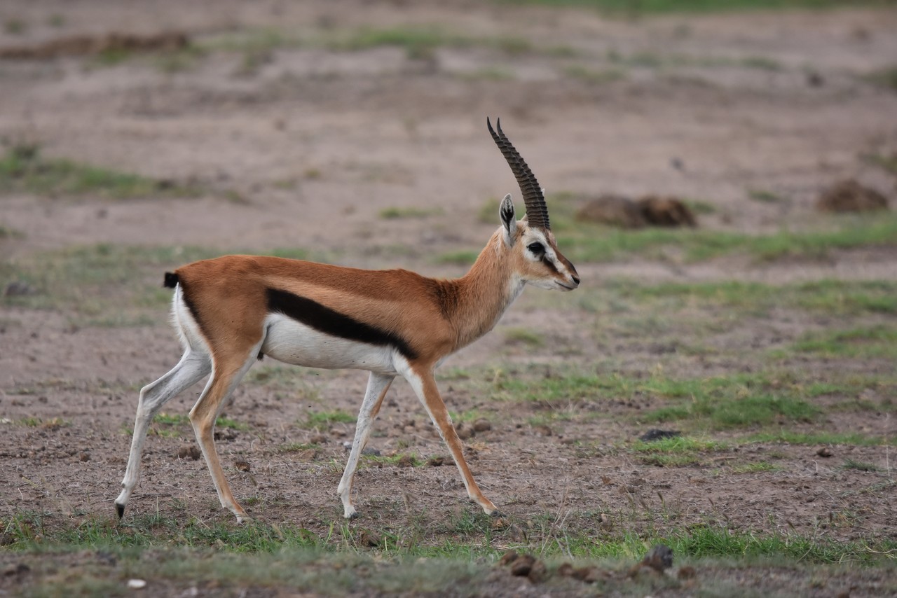 Thomson's gazelle Eudorcas thomsonii, Tsavo National Park, Kenya