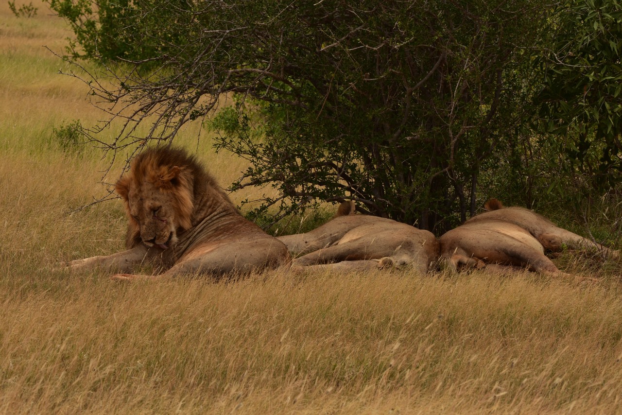 Three lion males Panthera leo, Tsavo National Park, Kenya