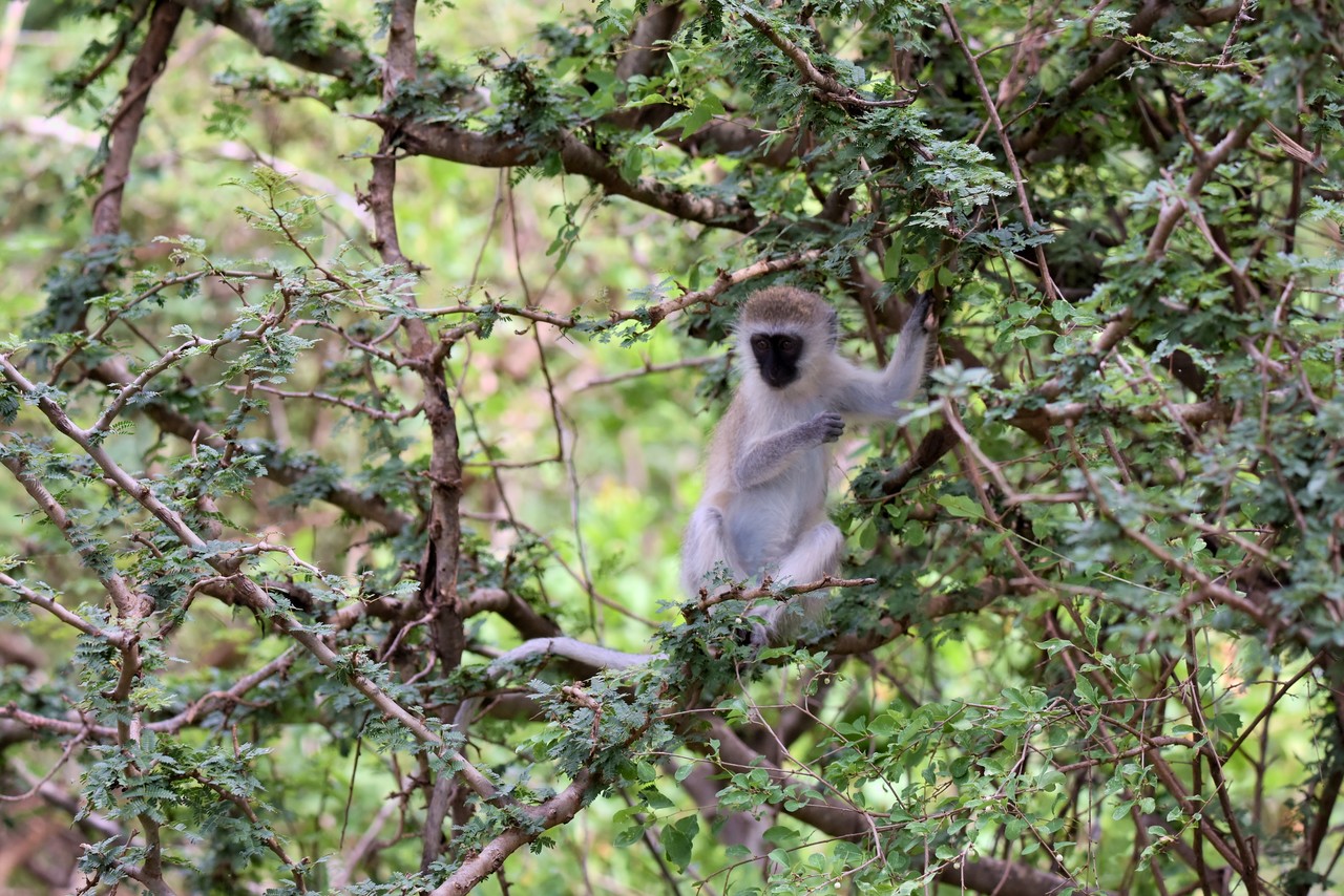 Vervet monkey Chlorocebus aethiops, Amboseli  National Park, Kenya