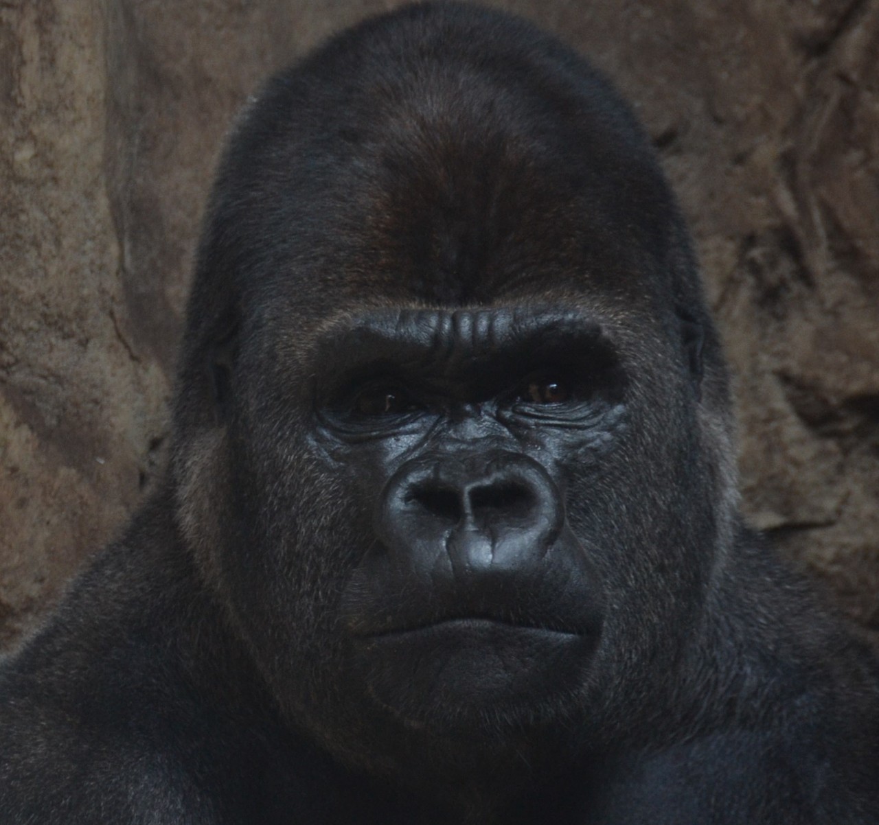 Western gorilla Gorilla gorilla