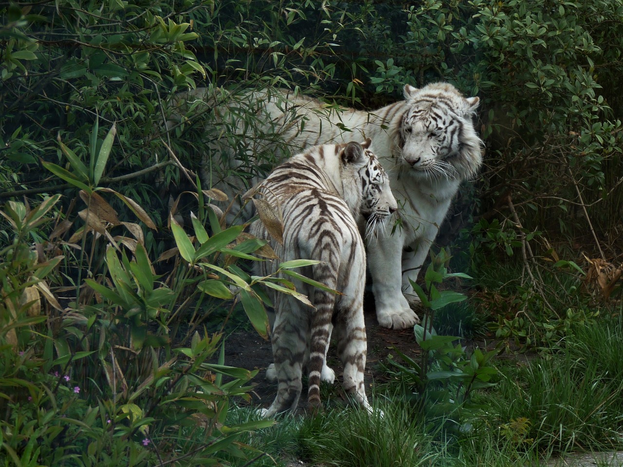 White tigers Panthera tigris