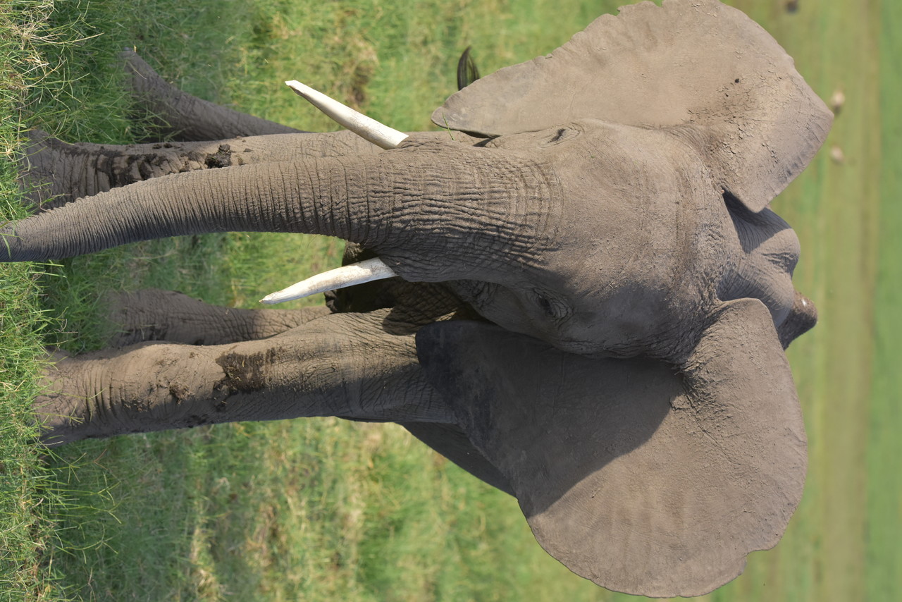 Young African elephant Loxodonta africana, Tsavo National Park, Kenya