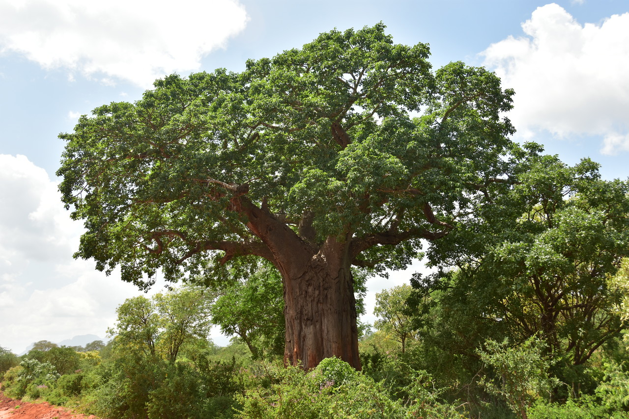 African baobab Adansonia digitata, Kenya