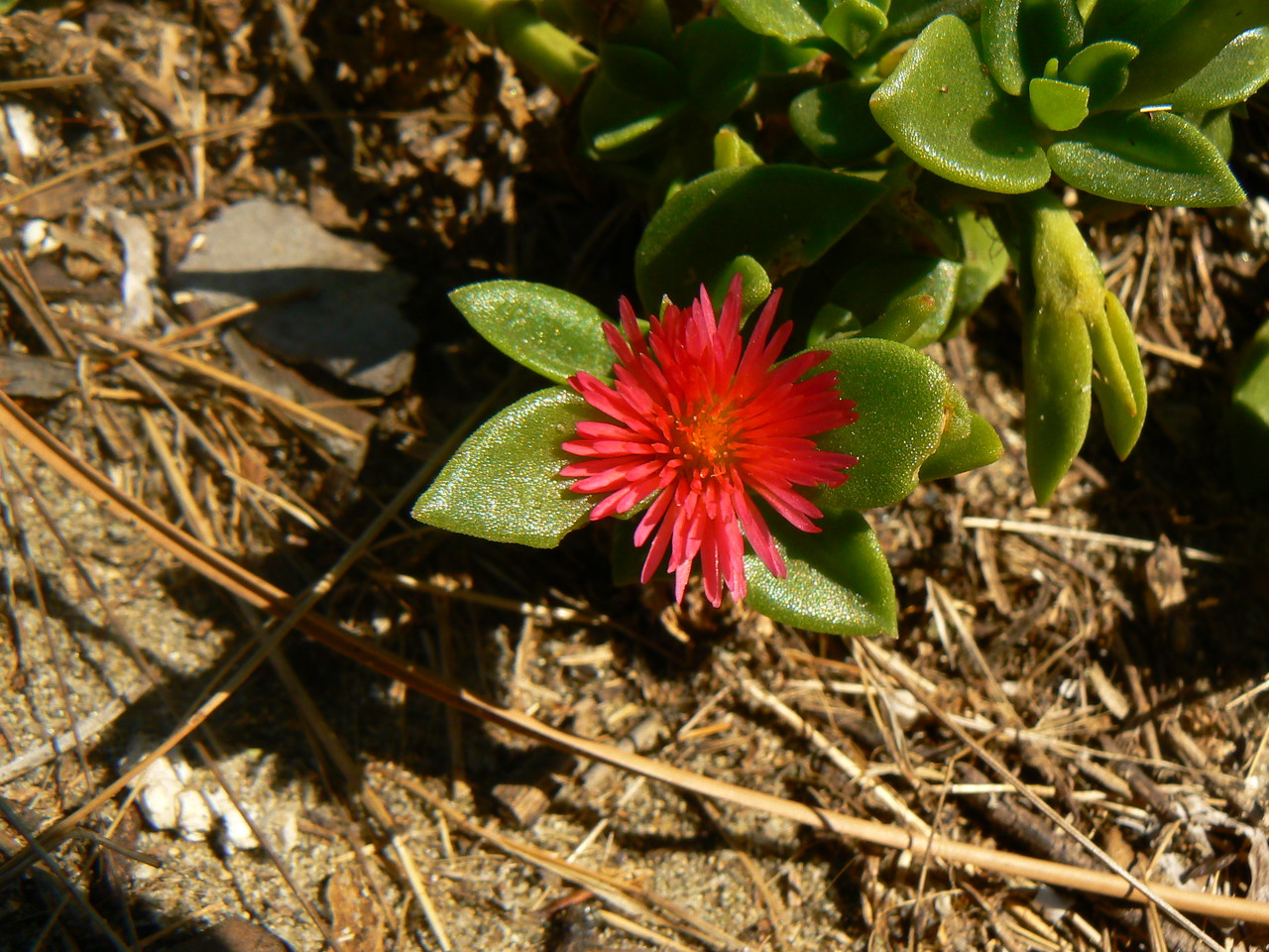 Aptenia cordifolia, Corsica