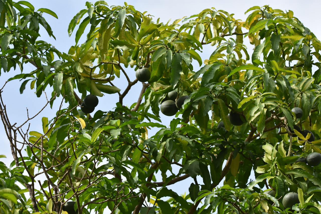 Avocado Persea americana, Kenya