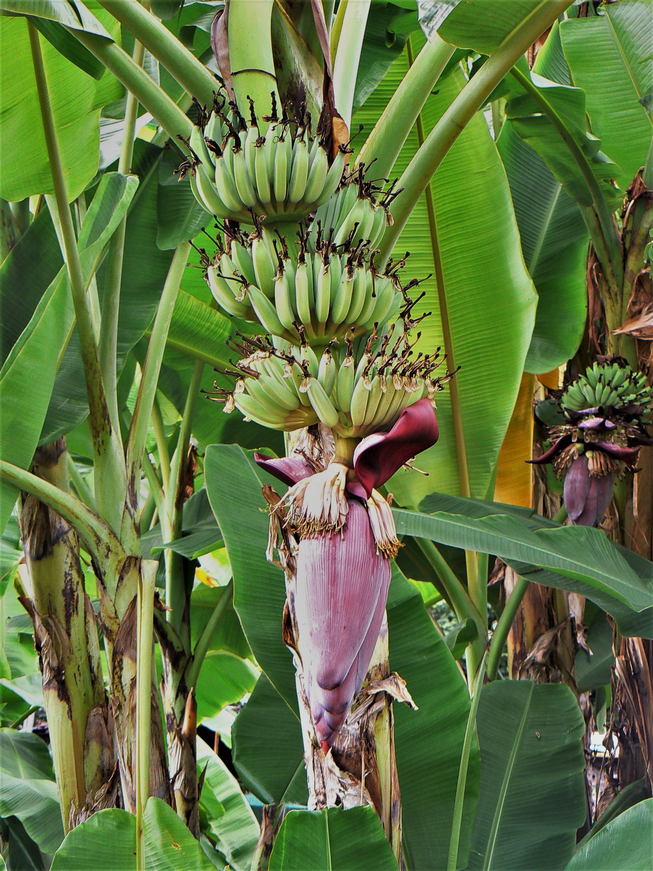 Banana Musa paradisiaca
