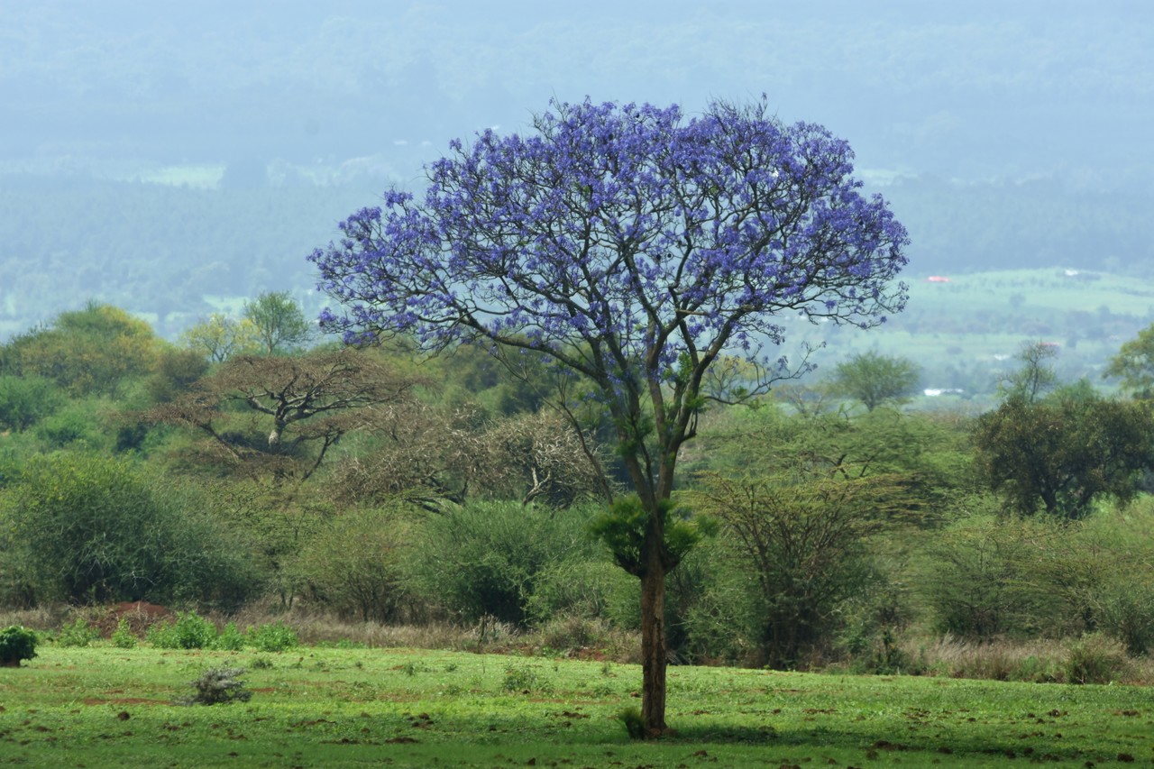 Blue jacaranda Jacaranda mimosifolia, Kenya