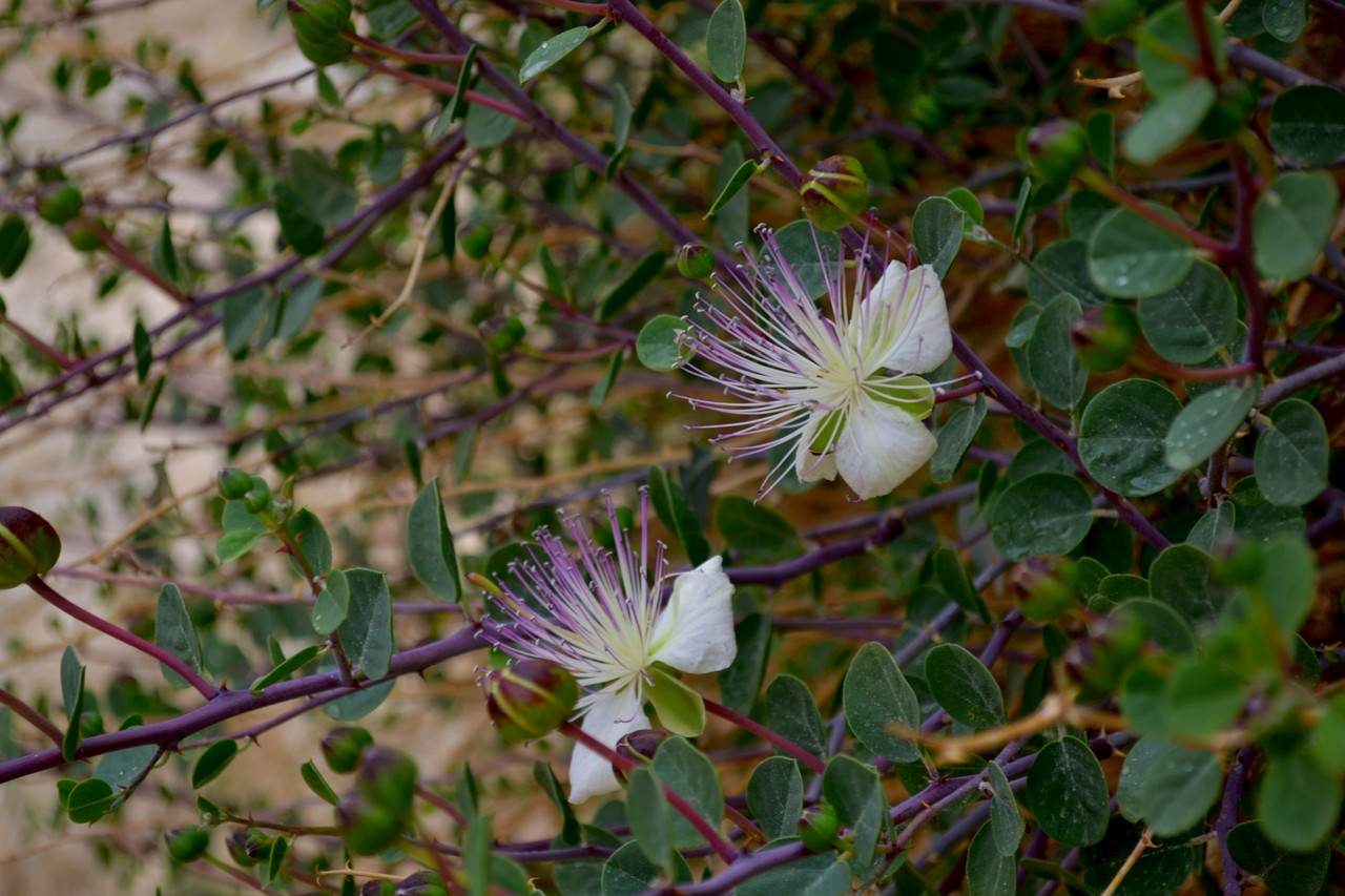 Caper Bush Capparis spinosa, Israel