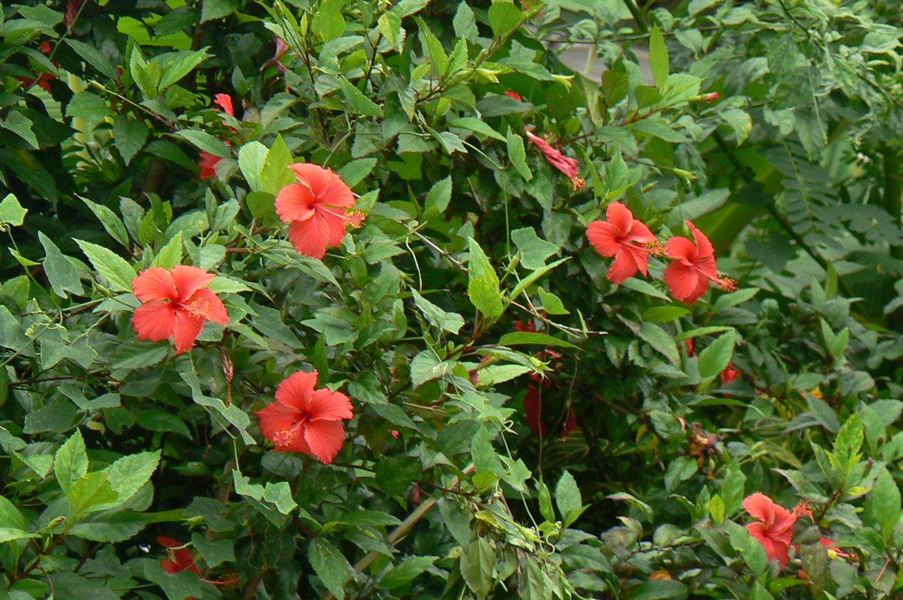 Chinese hibiscus Hibiscus rosa-sinensis