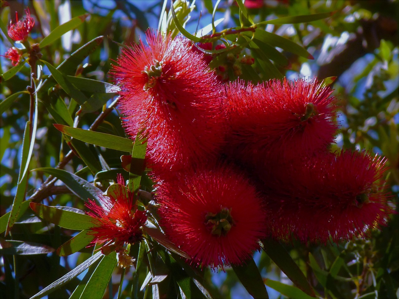 Cliff Bottlebrush Callistemon comboynensis, Western Australia