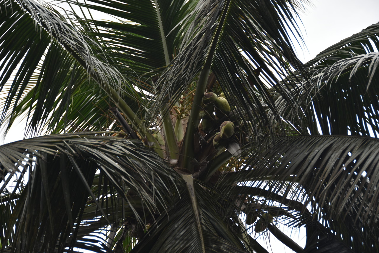 Coconut palm Cocos nucifera, Kenya