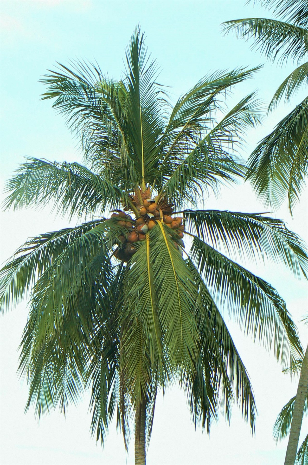 Coconut palm Cocos nucifera, Kenya