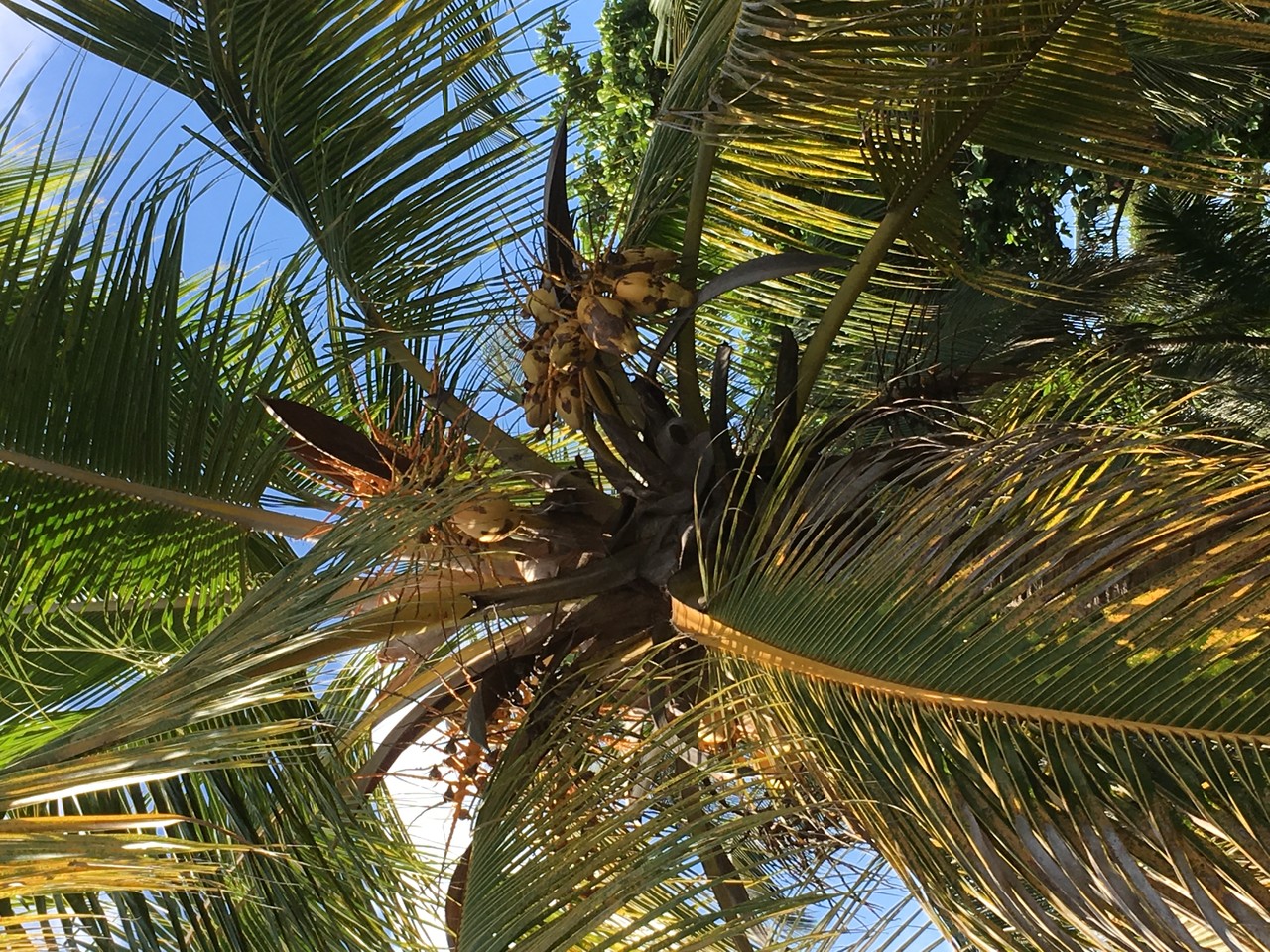 Coconut tree Cocos nucifera