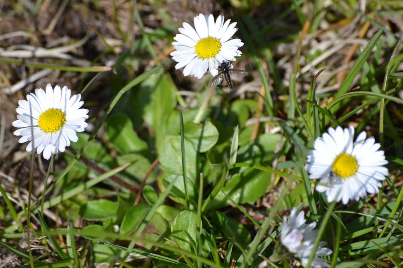Common daisy Bellis perennis