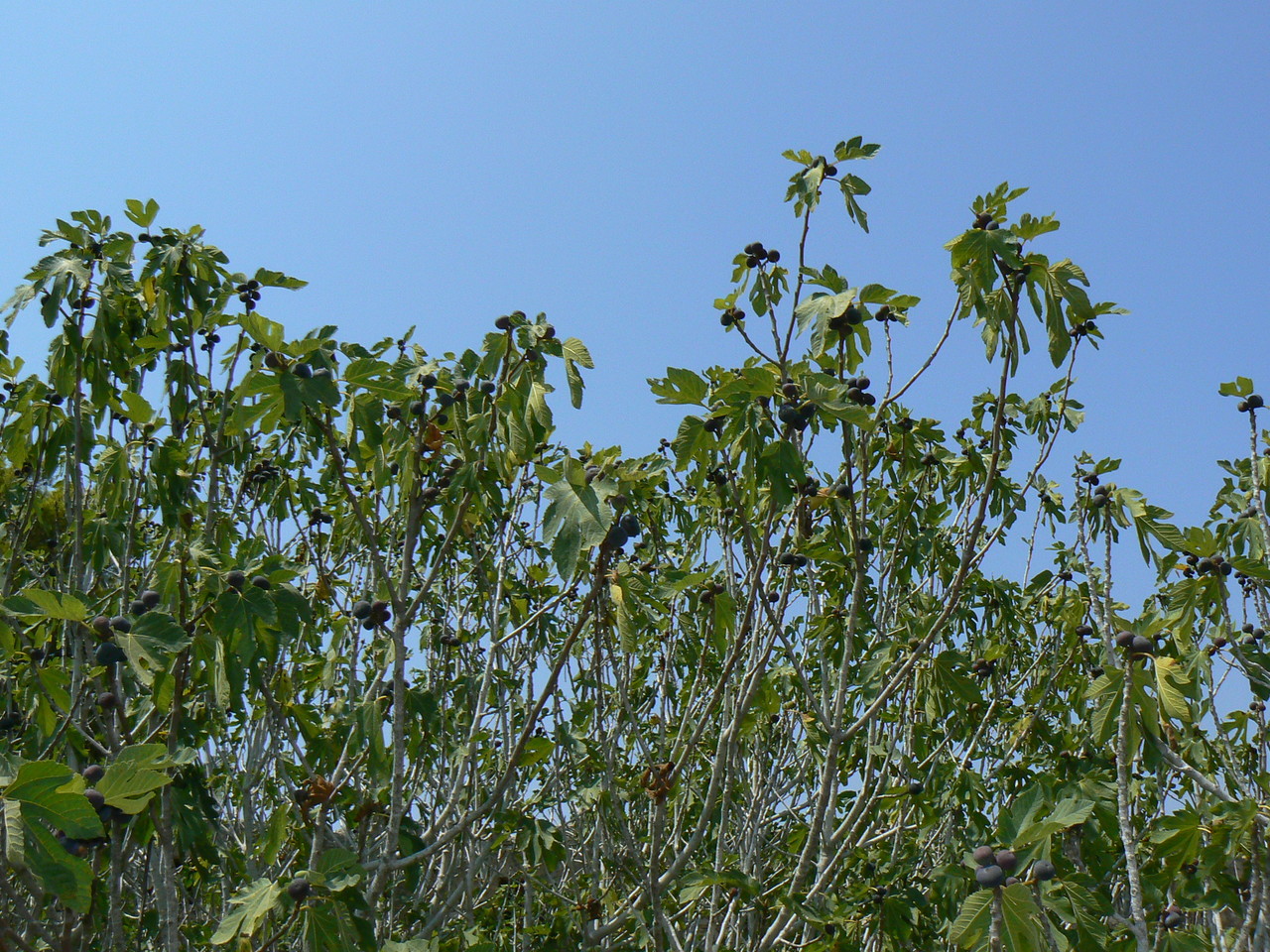 Common fig Ficus carica