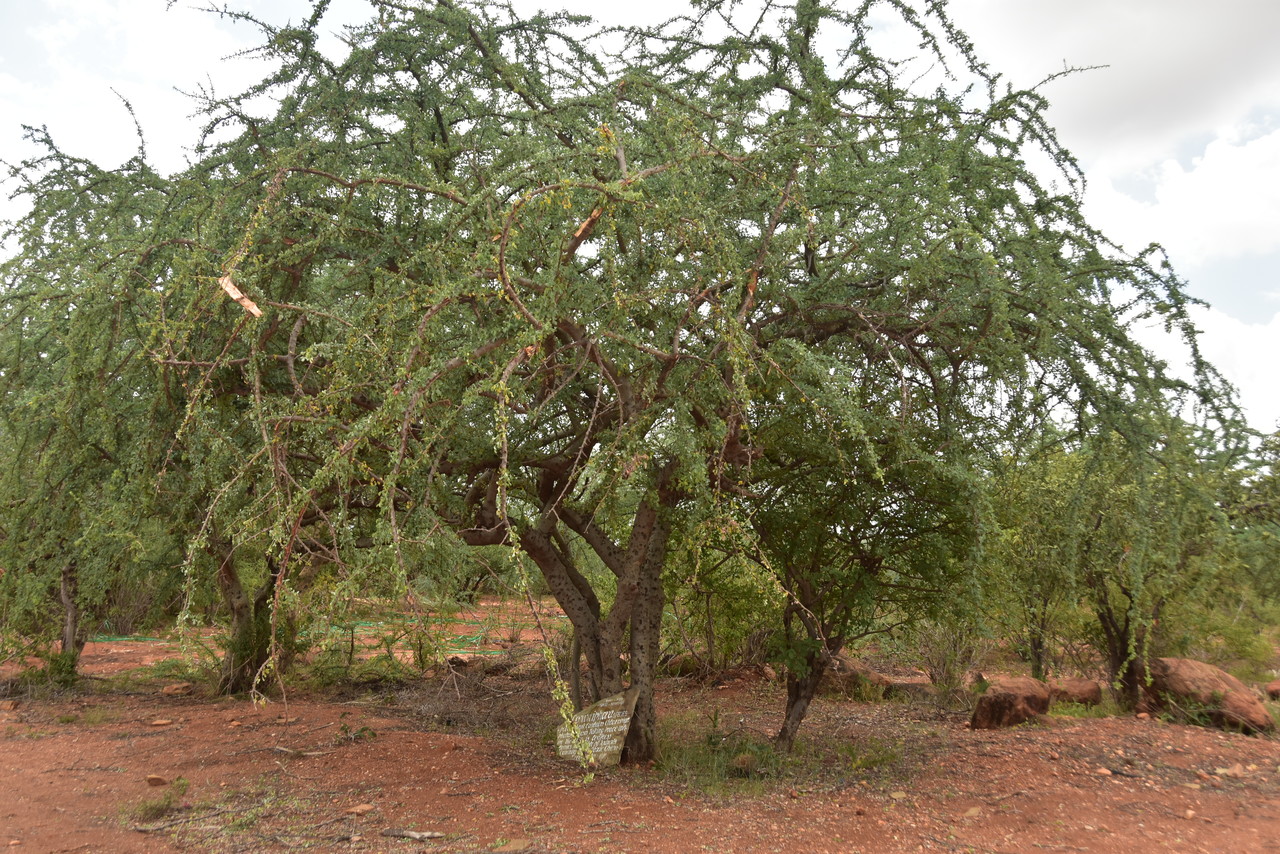 Corkwood Commiphora sp., Kenya