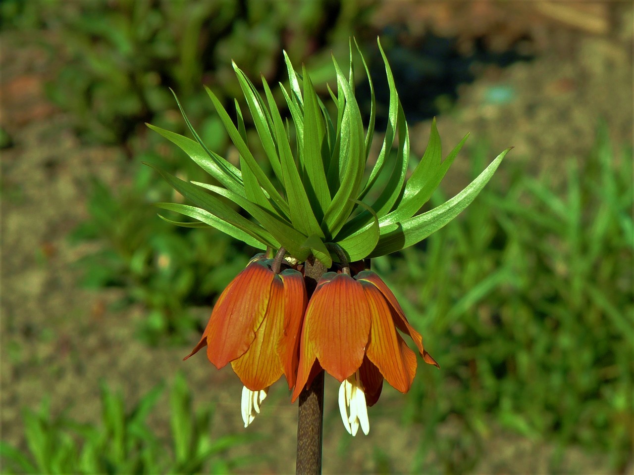 Crown Imperial Fritillaria imperialis