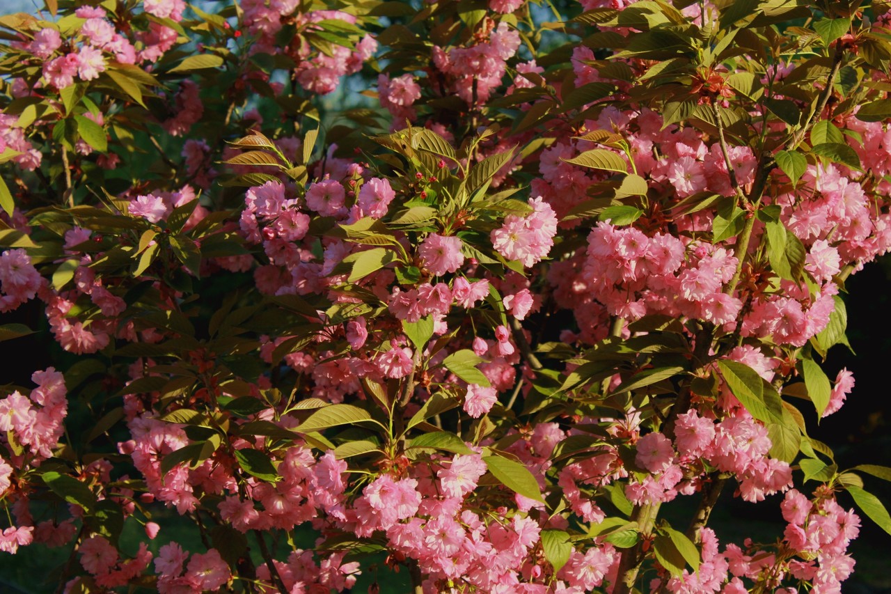 Double-flowering Cherry Prunus serrulata Kanzan