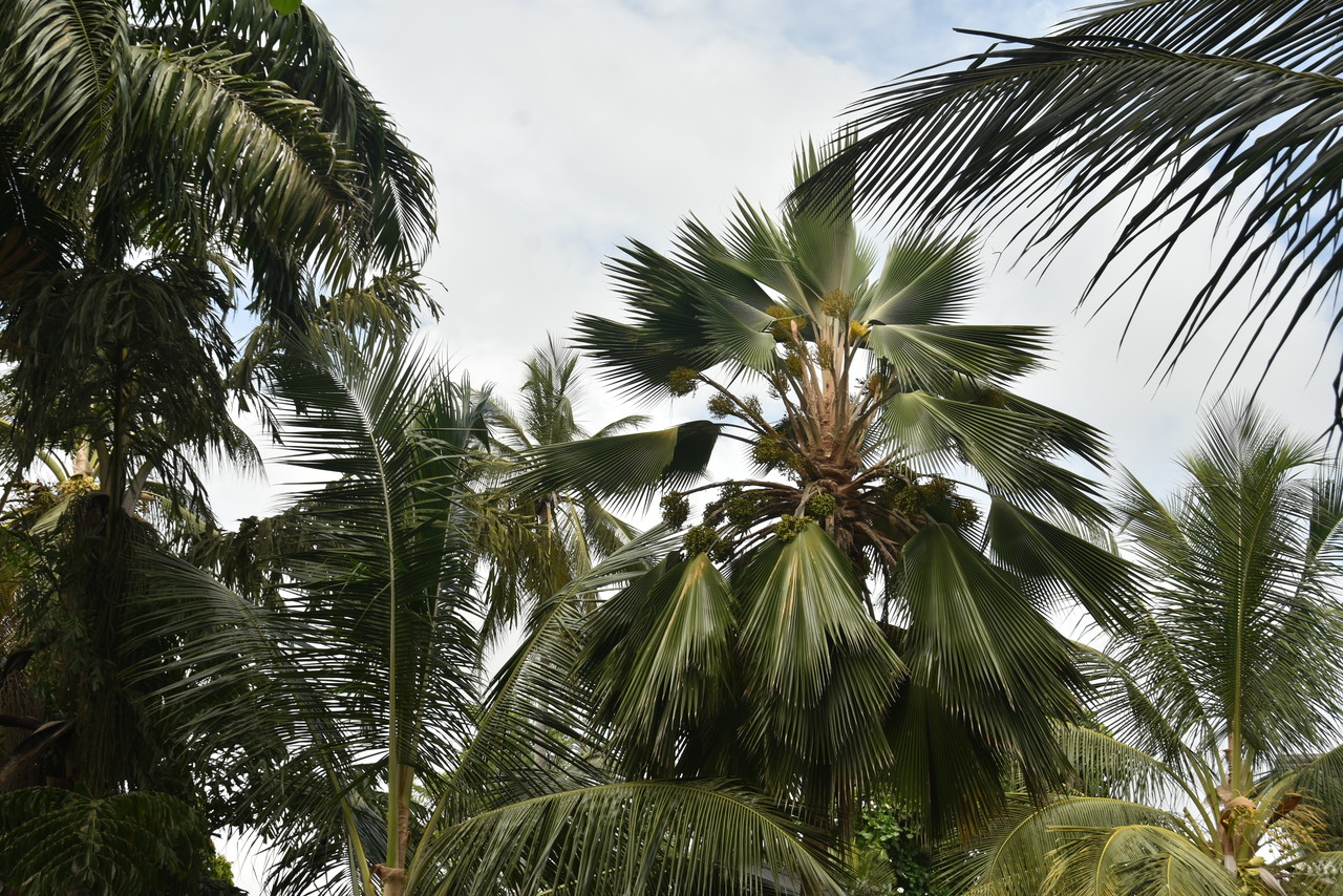 Doum palm Hyphaene thebaica, Kenya