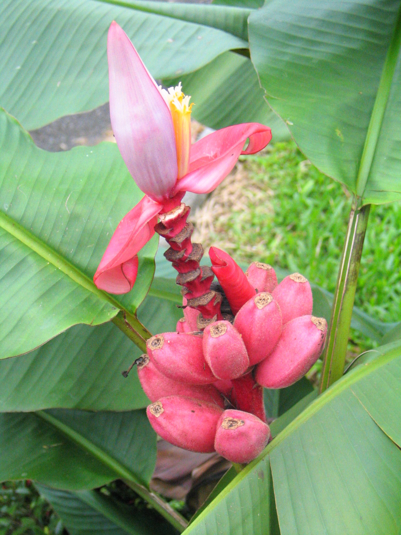 Dwarf banana red Musa acuminata