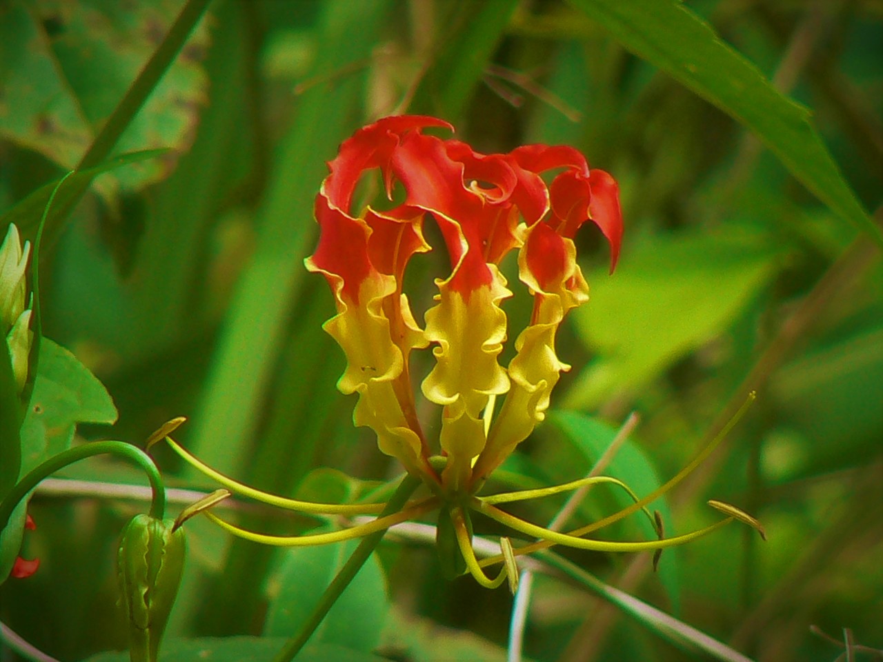 Flame Lily Gloriosa superba, Ko Samui, Thailand