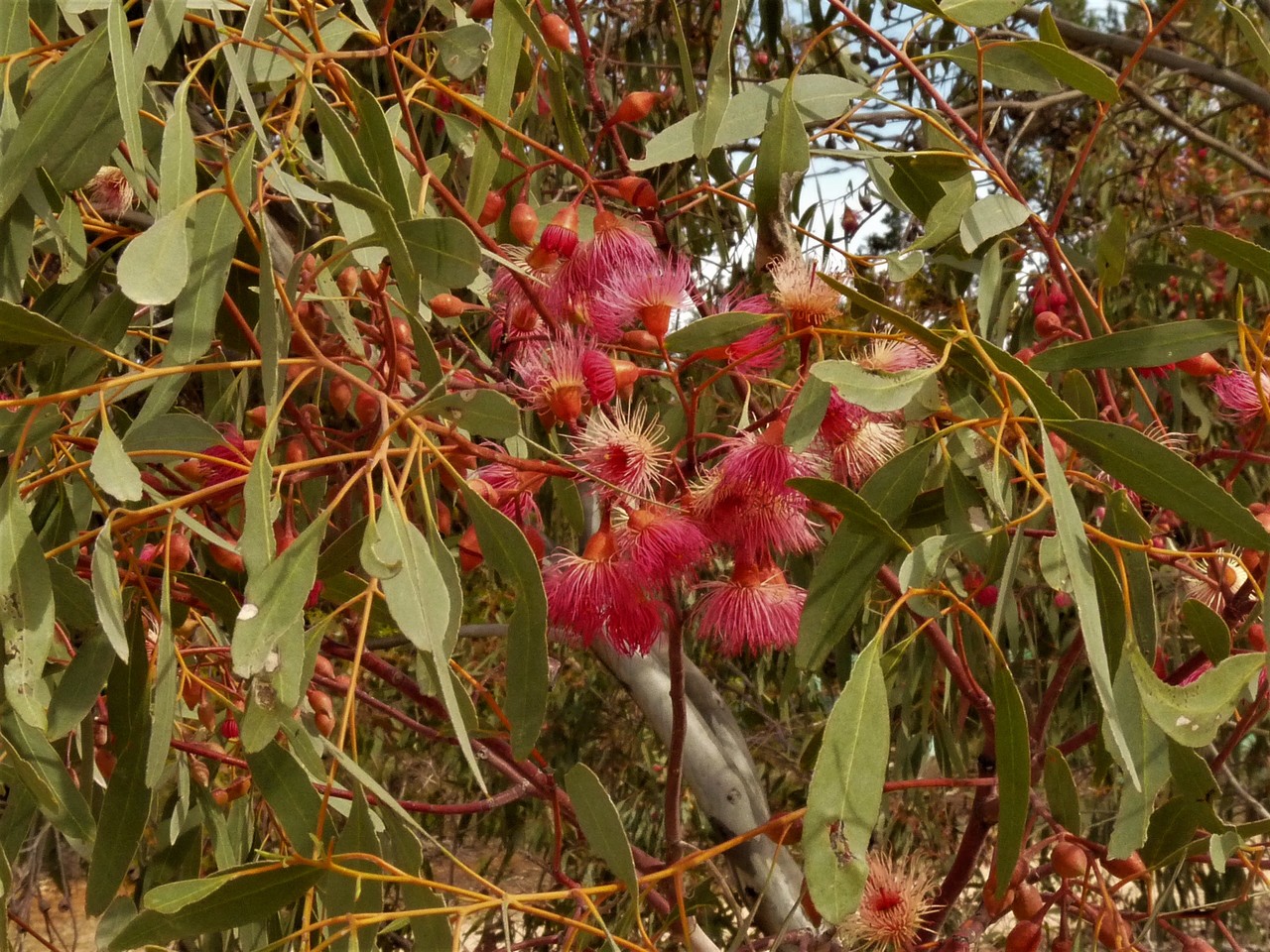 Flowering Eucalyptus sideroxylon, Tasmania, Australia