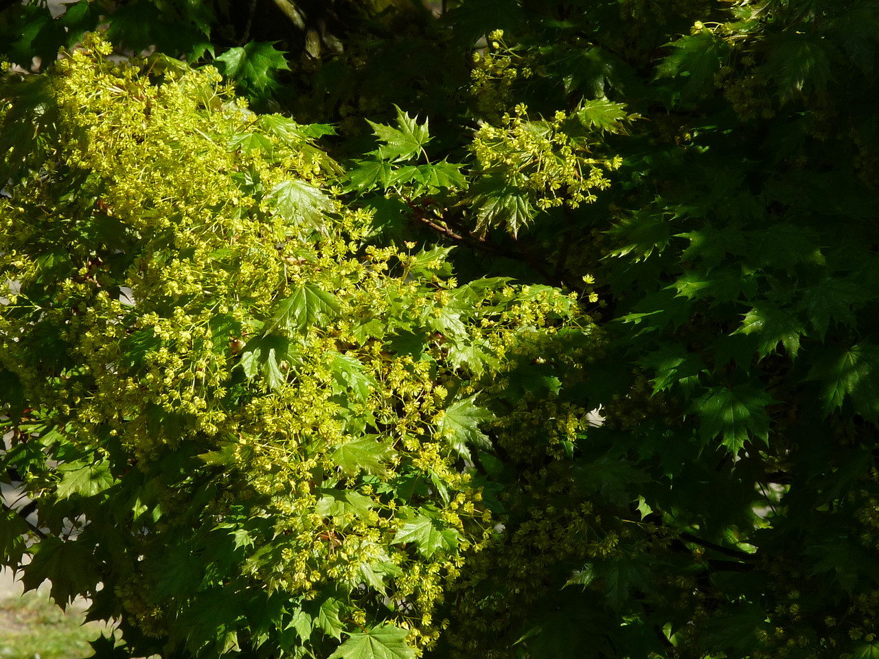 Flowering maple Acer platanoides