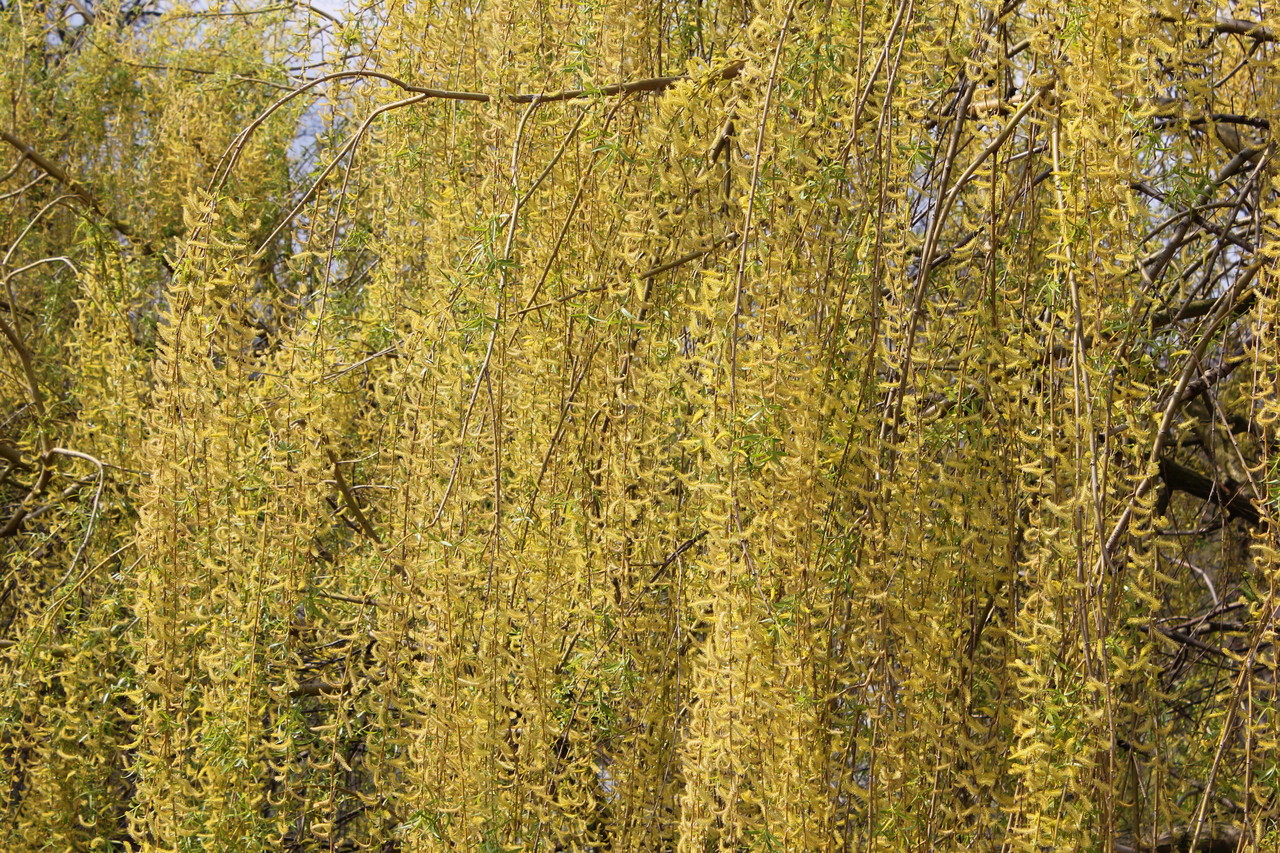 Flowering weeping Golden Willow Salix × sepulcralis 'Chrysocoma’