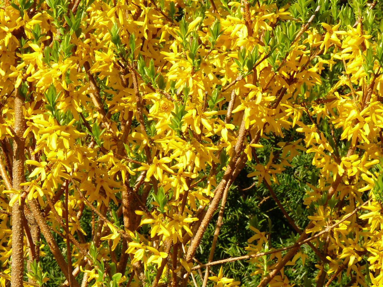 Forsythia Forsythia × intermedia