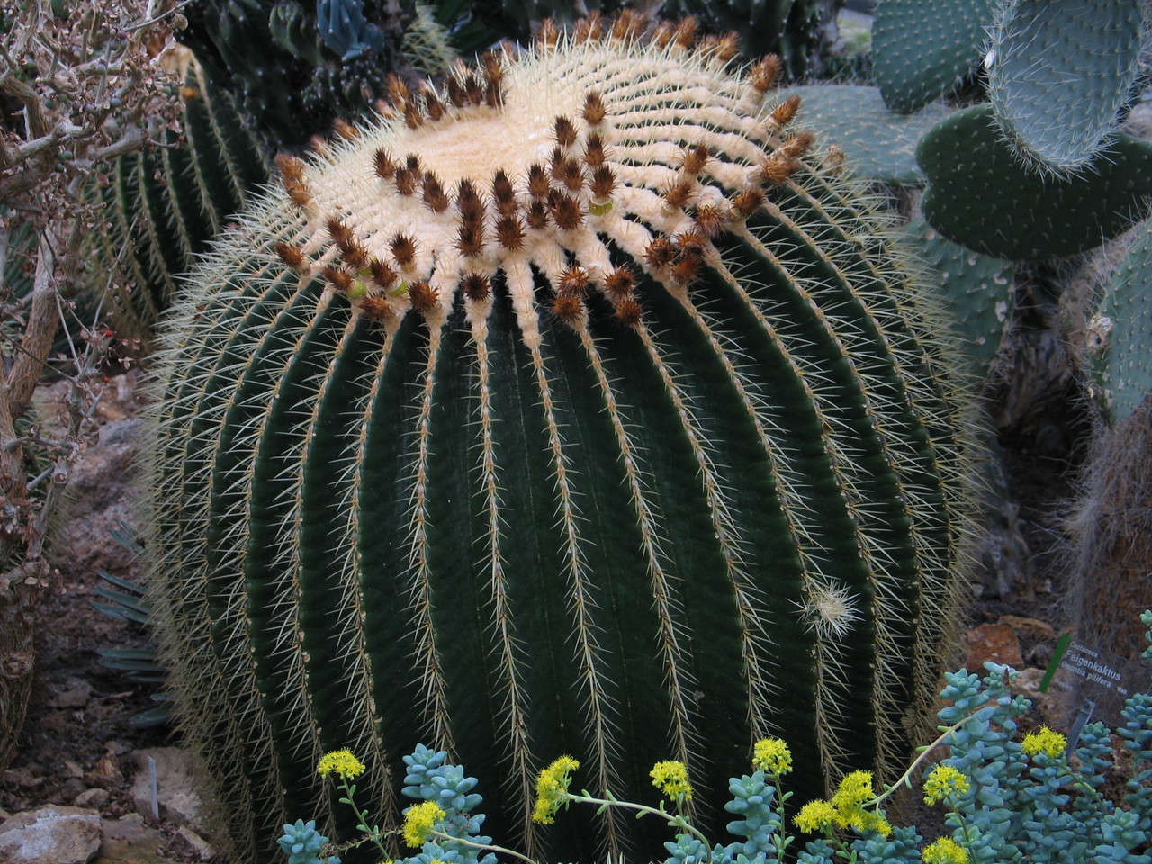 Golden barrel cactus Echinocactus grusonii