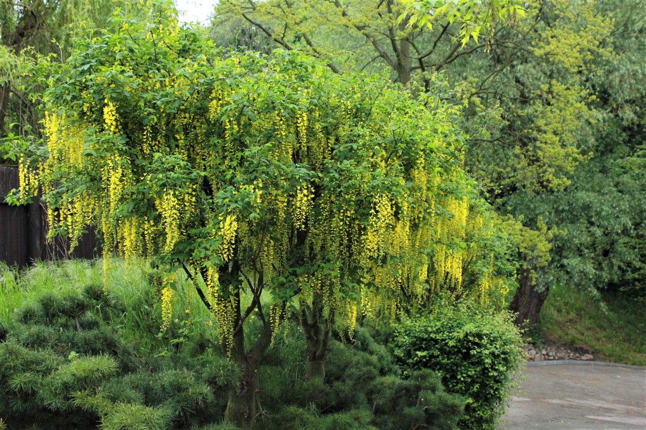 Golden chain tree Laburnum anagyroides