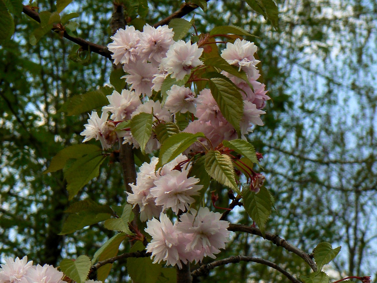 Japanese Flowering Cherry Prunus serrulata kiku-shidare-zakura