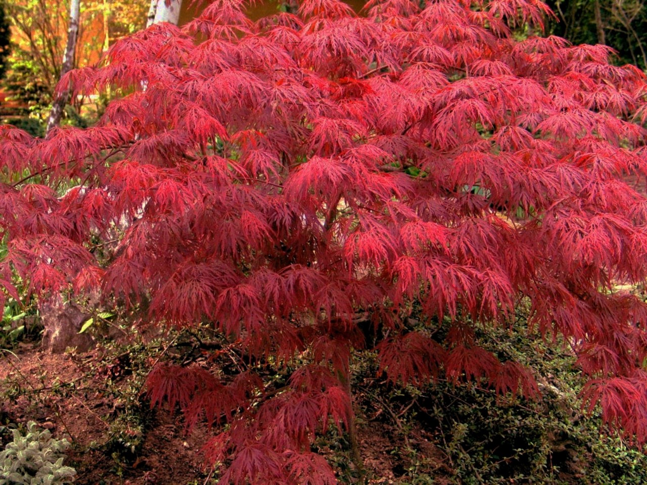 Japanese Maple Tree Acer palmatum Disectum Garnet