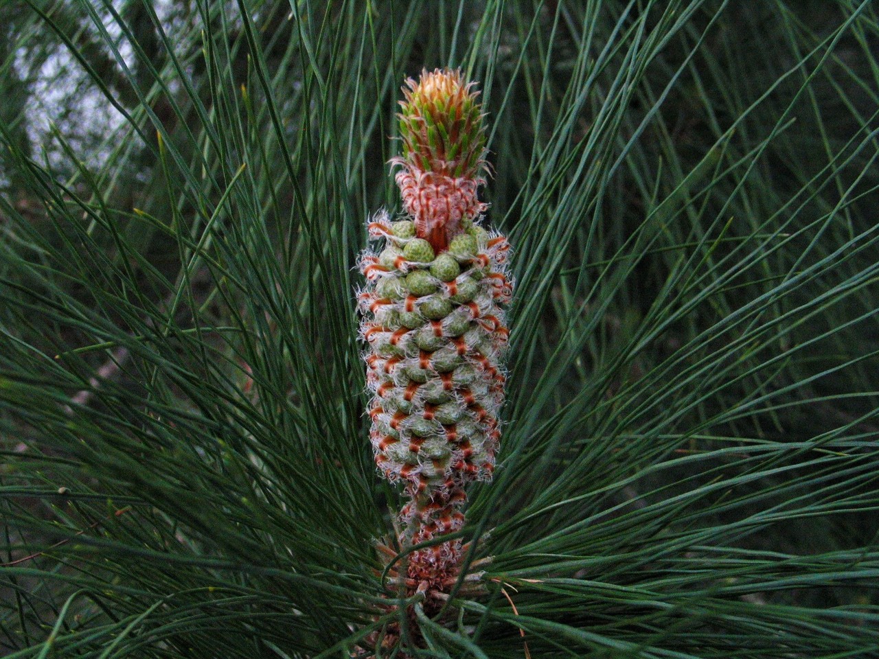 Male Cones Pinus strobus