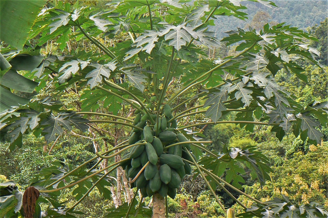 Papaya Carica papaya