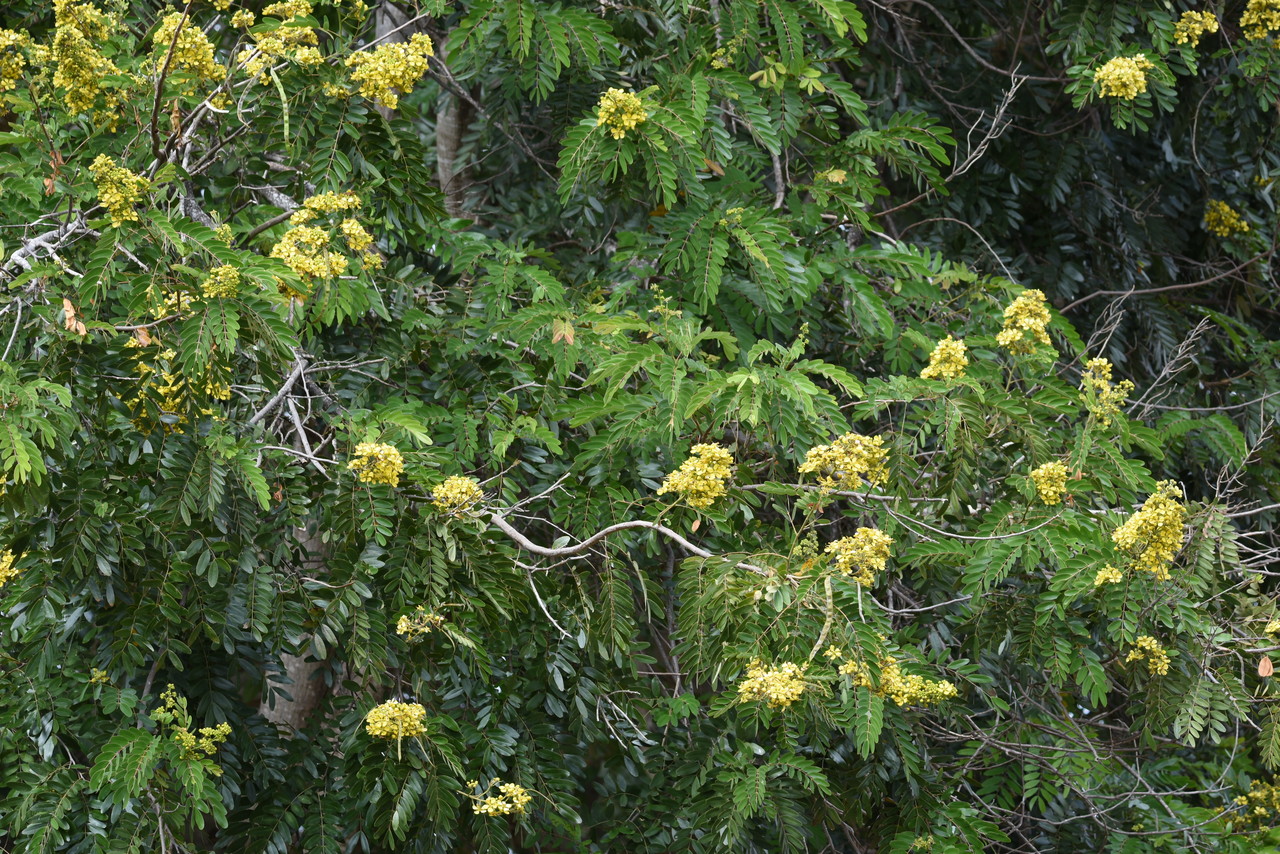 Peltoforum Peltophorum sp., Kenya