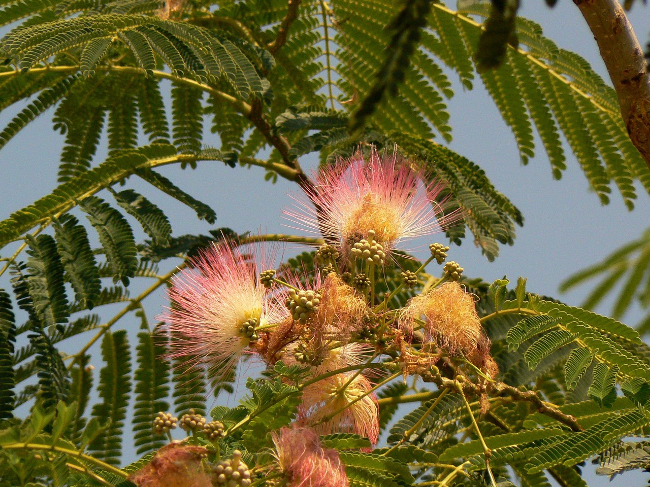 Persian silk tree Albizia julibrissin, Greece