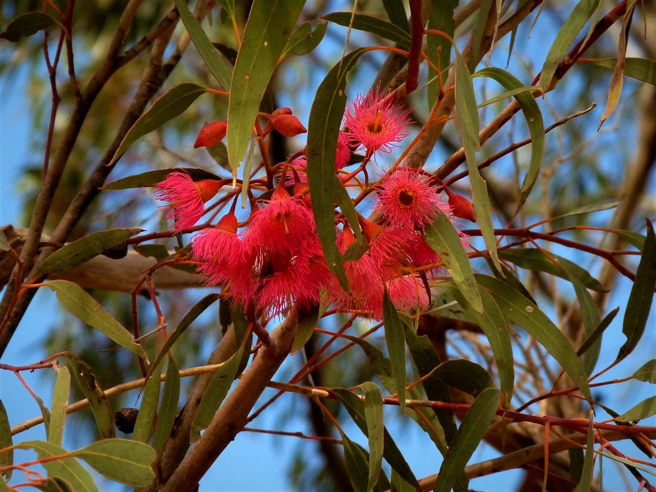 Red Flowering Gum flowers Corymbia ficifolia, Tasmania, Australia