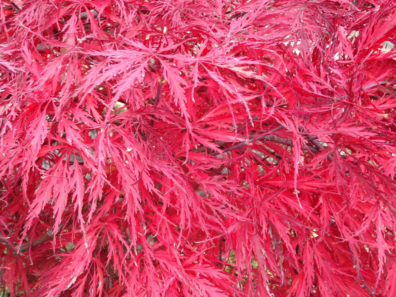 Red Japanese Maple tree 