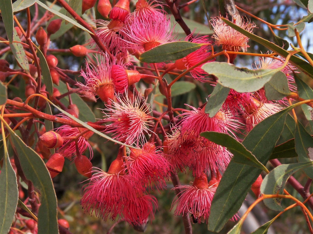Red-flowering gum Corymbia ficifolia