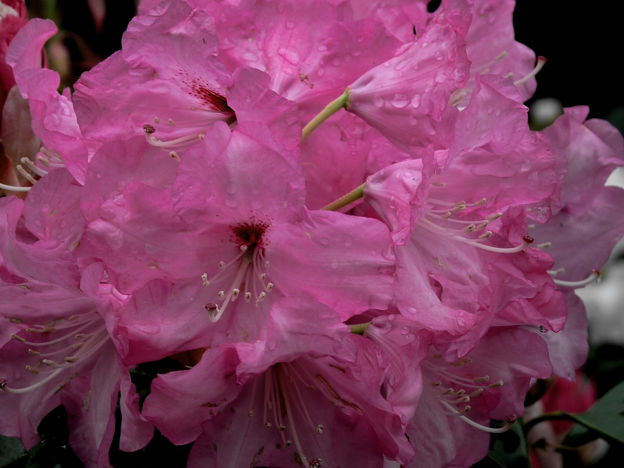 Rhododendron sp. Cosmopolitan