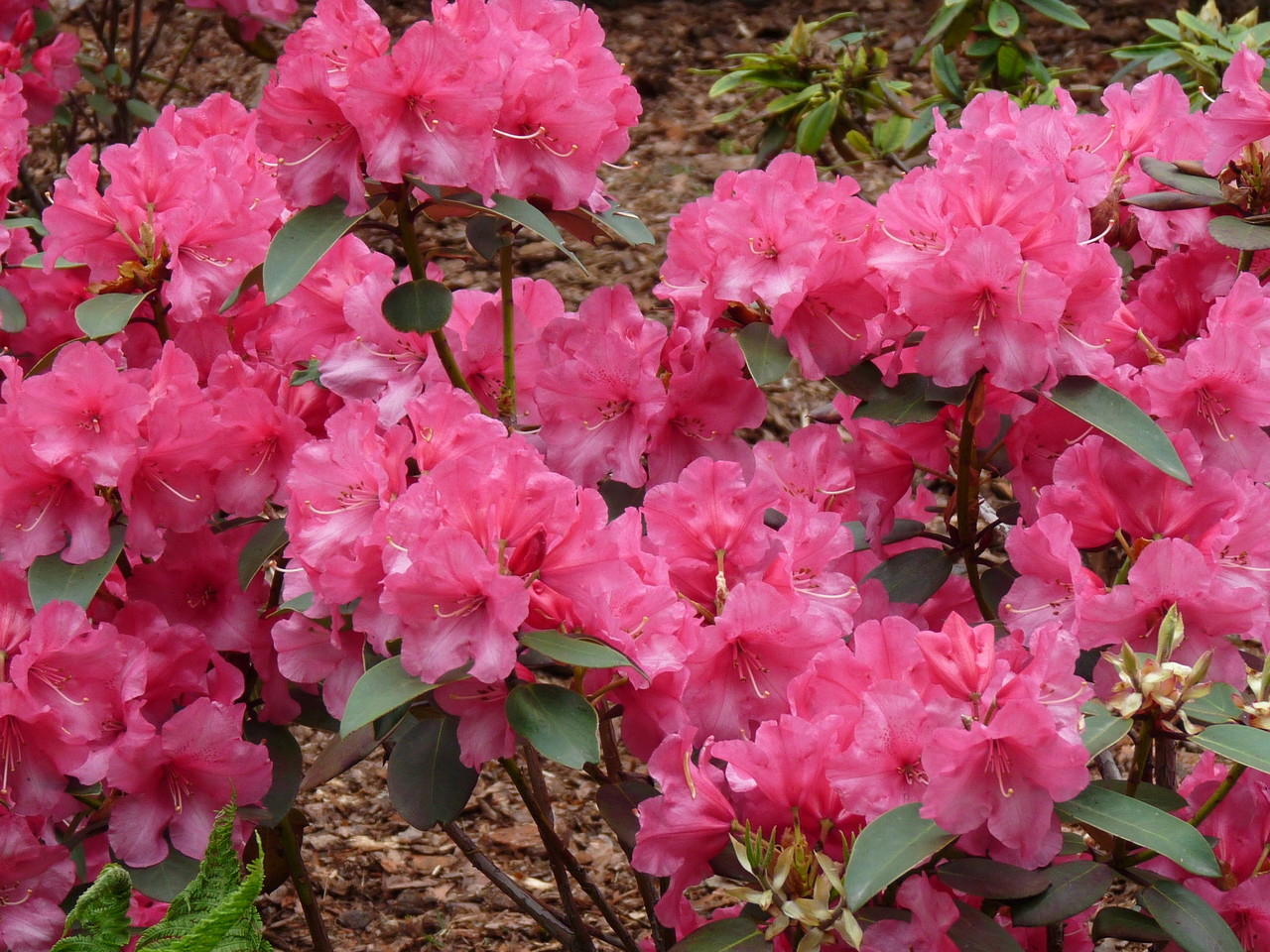 Rhododendron 'Andantino'