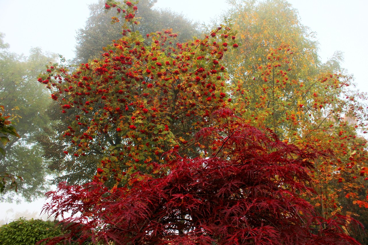 Rowan Sorbus aucuparia and Red Japanese Maple tree 
