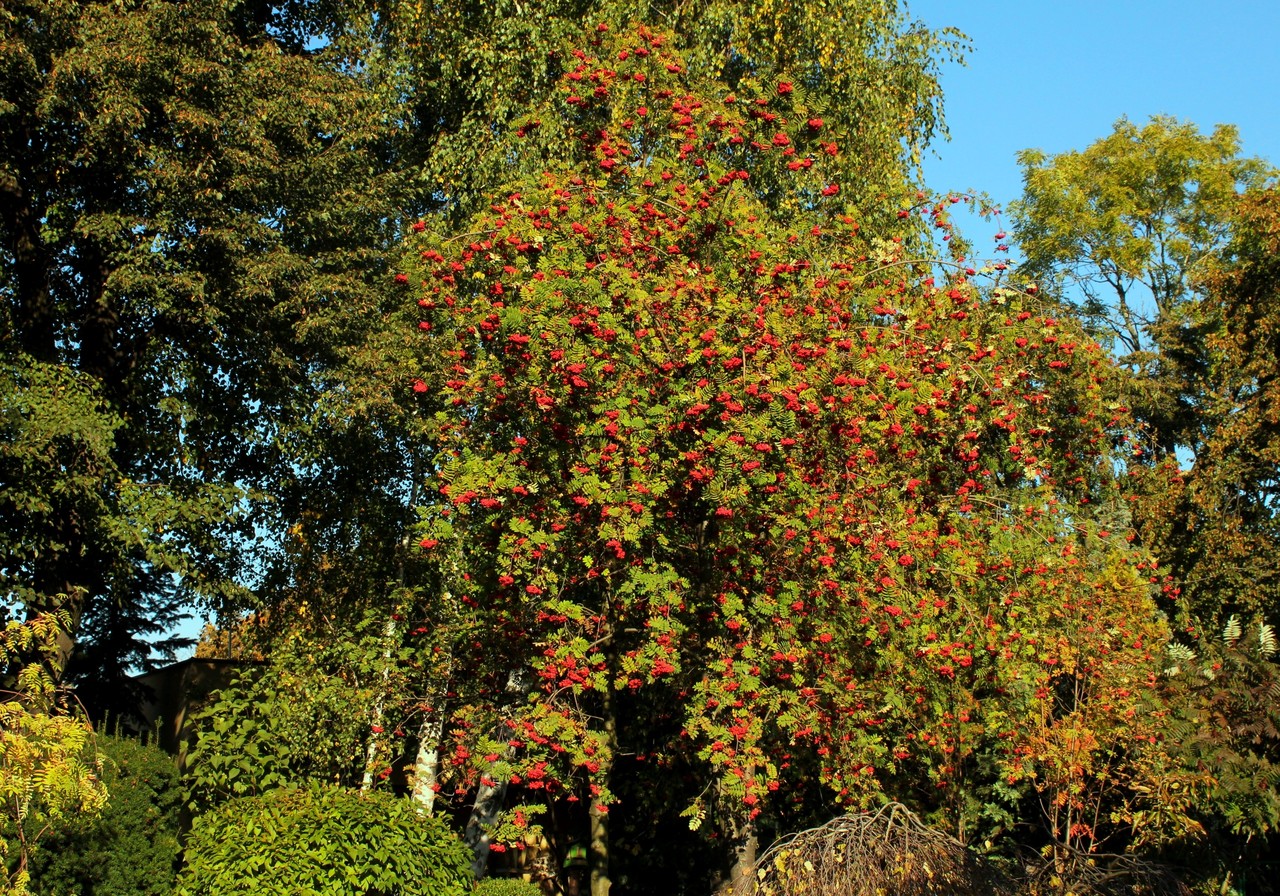 Rowan Sorbus aucuparia