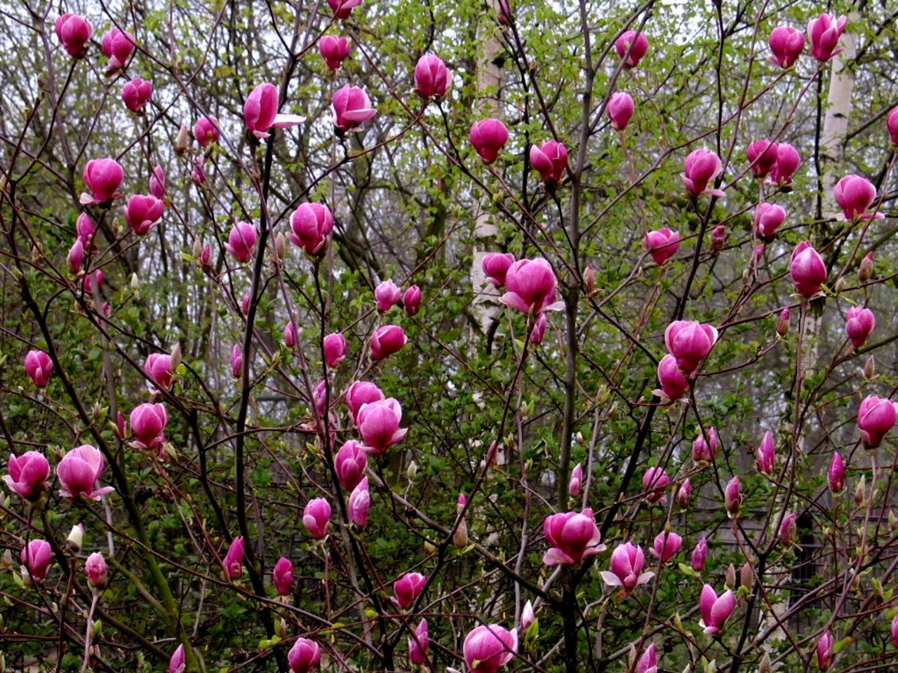 Saucer magnolia Magnolia soulangeana Rustica Rubra