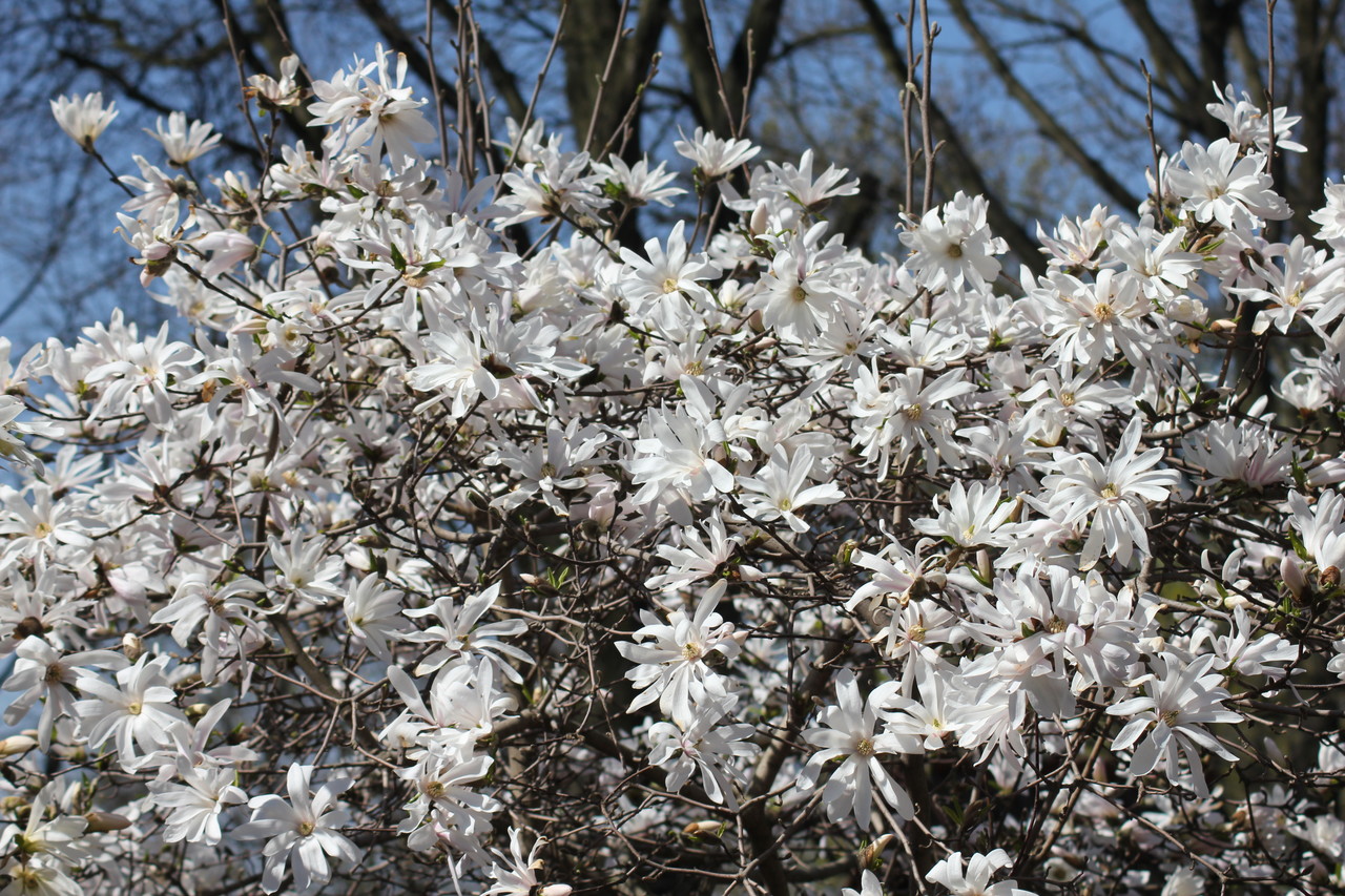 Star magnolia Magnolia stellata