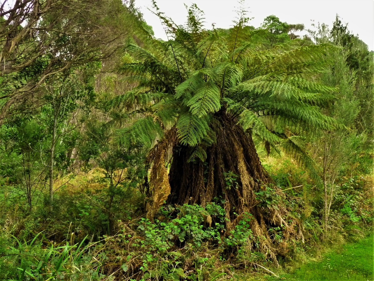 Tasmanian tree fern Dicksonia antarctica, Tasmania, Australia